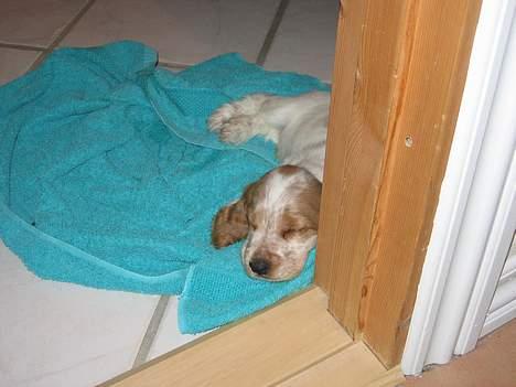 Cocker spaniel Cosmo - Jeg er træt billede 15