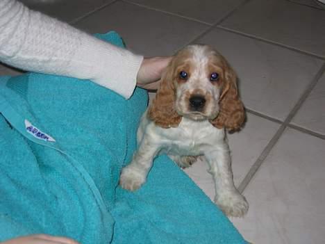 Cocker spaniel Cosmo - Mig kan i kun elske billede 16