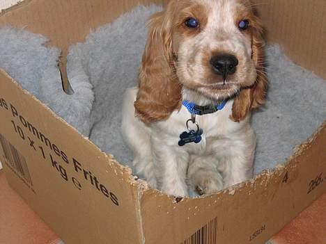 Cocker spaniel Cosmo billede 17