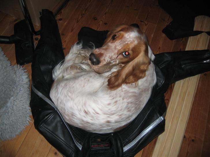 Cocker spaniel Cosmo - Fandt lige min farsmc-jakke, den er dejlig at ligge på. billede 18