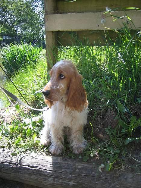 Cocker spaniel Cosmo - Er på fisketur i det grønne billede 19