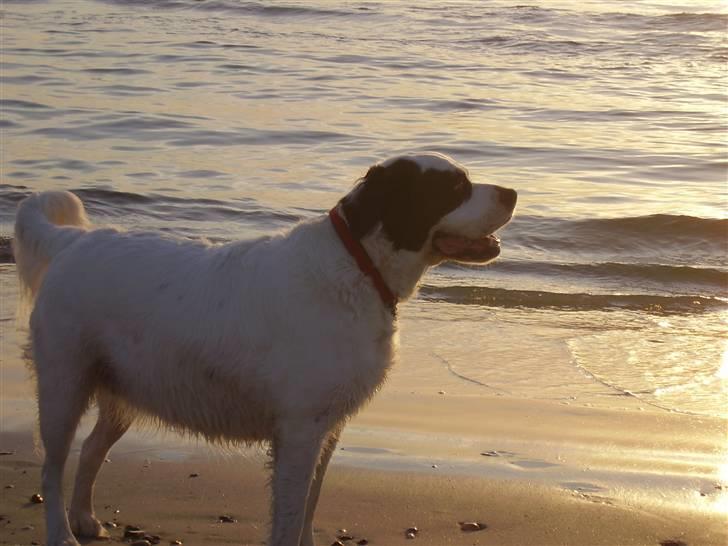 Blanding af racer Emma* himmelhund* - Skøn solnedgang ved vesterhavet........man er vel livsnyder ;o) billede 16