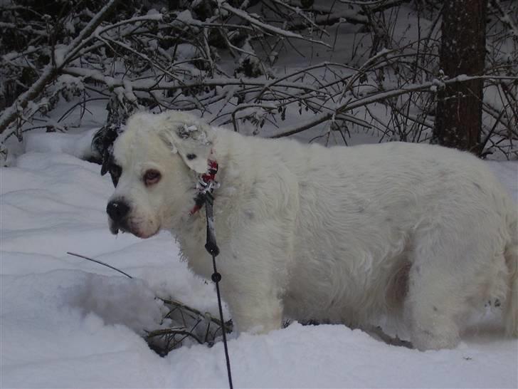 Blanding af racer Emma* himmelhund* - MUS....jeg kan høøøøøøre jerrrrrr (1-1-2010) billede 17
