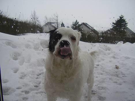 Blanding af racer Emma* himmelhund* - HALLOOOOOOOOOOOO.......åben den dør........helst forsigtigt........tungen sidder fast på ruden ;o)  billede 18