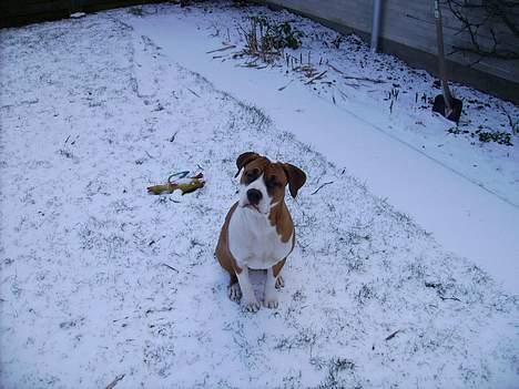 Blanding af racer tøsen billede 13