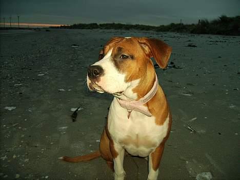 Blanding af racer tøsen billede 17