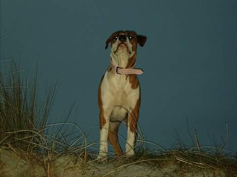 Blanding af racer tøsen billede 18