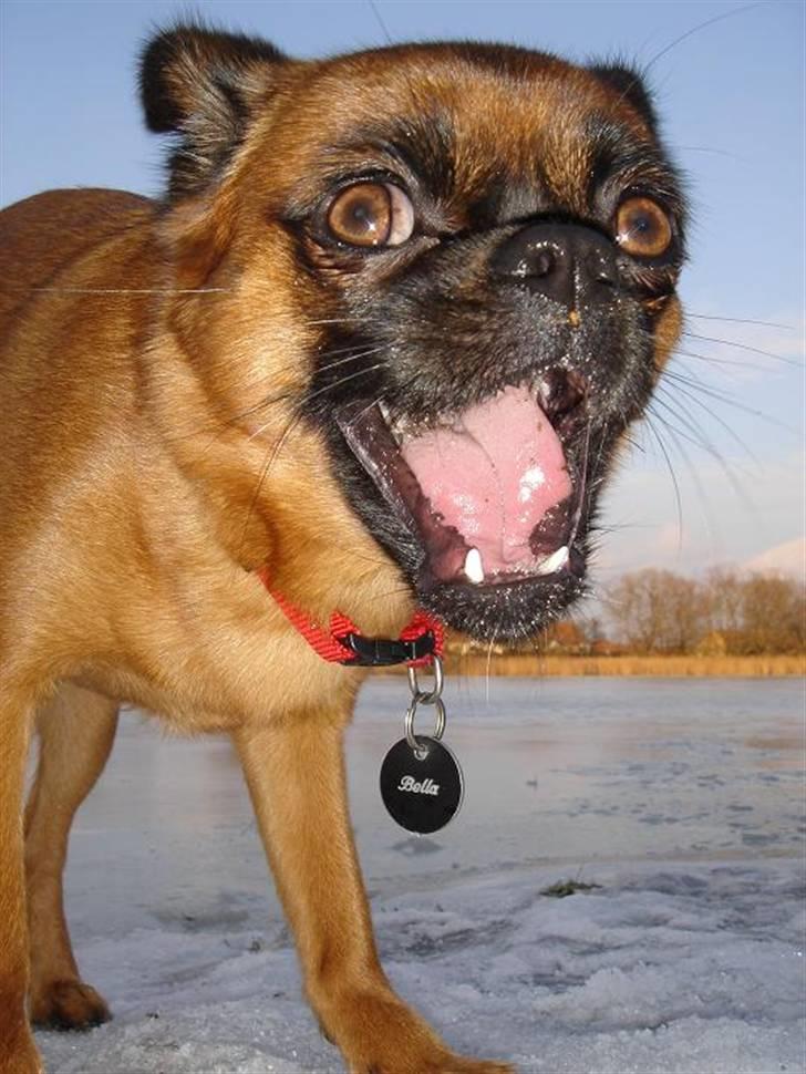 Blanding af racer (Griffon) Bella *6år* - Knas knas.... is smager sgu da godt! billede 18