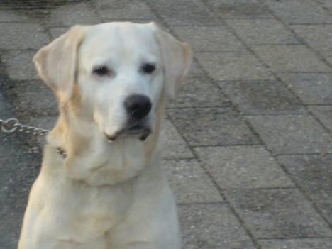 Labrador retriever Samson billede 1