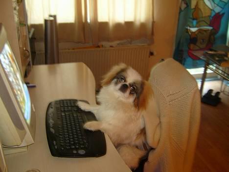 Pekingeser Simba.. - Hvem siger at det er kedeligt at være hund? billede 1