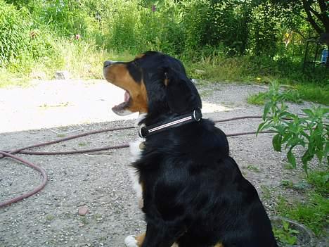 Berner sennenhund Layla - gaaaaaab billede 20