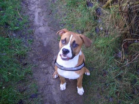 Amerikansk staffordshire terrier Gonzo billede 1