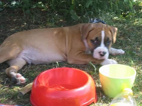 Amerikansk staffordshire terrier Gonzo - Gonzo ca 3 måneder billede 2