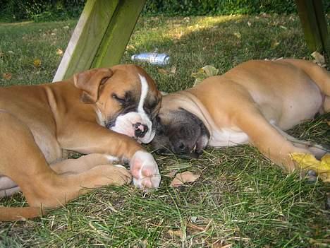 Amerikansk staffordshire terrier Gonzo - Brothers in Arms! Gonzo & Monty billede 3