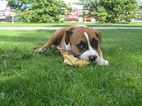 Amerikansk staffordshire terrier Gonzo billede 4