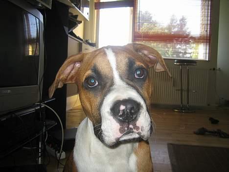 Amerikansk staffordshire terrier Gonzo billede 5
