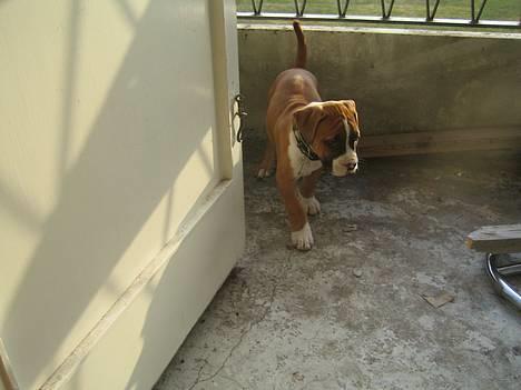 Amerikansk staffordshire terrier Gonzo - Her udforsker jeg lige det hele, 1. dag i mit nye hjem. billede 6