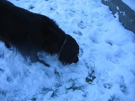 Blanding af racer sisse - hva er dernede???? billede 3