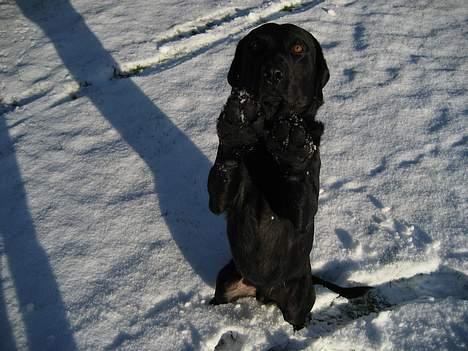 Labrador retriever Carlo billede 8