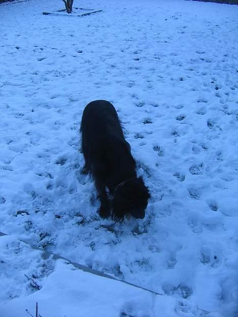 Blanding af racer sisse billede 4