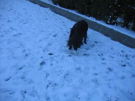 Blanding af racer sisse billede 5