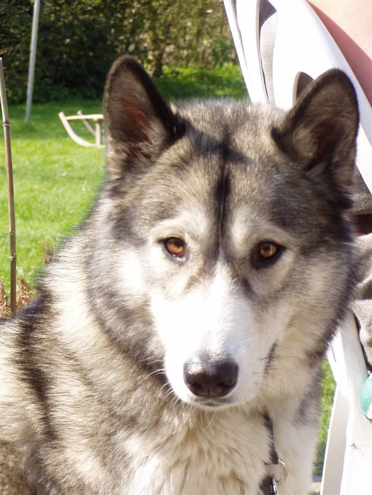 Blanding af racer Malou med 7 hvalpe:D - dejligt sommer billede:D billede 1