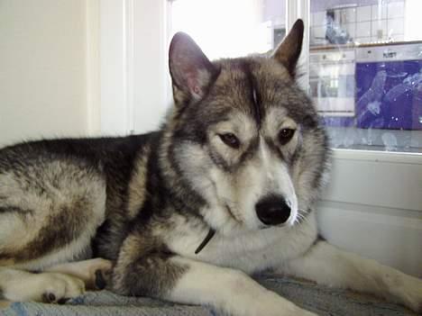 Blanding af racer Malou med 7 hvalpe:D - afprøvning af nyt degital kamera for et par år siden, og malou som doven model og dårligt indstillet kamera i øvrigt:) ups... billede 2