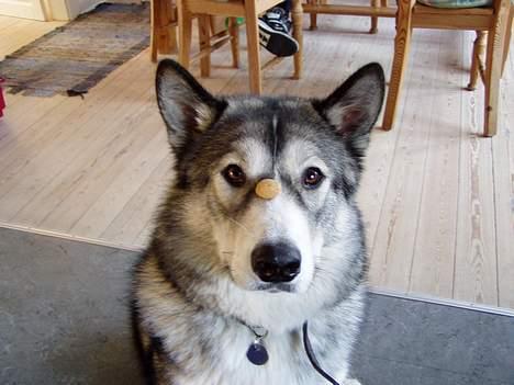 Blanding af racer Malou med 7 hvalpe:D -  forevigende billede af Malou til forige jul, her har hun netop lært nyt trick med at sidde stille med pebernød til komendoen "VÆRS´ GO! lyder billede 3