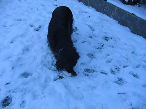 Blanding af racer sisse billede 6