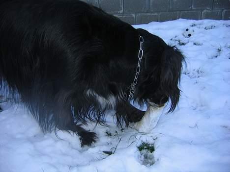 Blanding af racer sisse - det er jo et ben....... billede 7