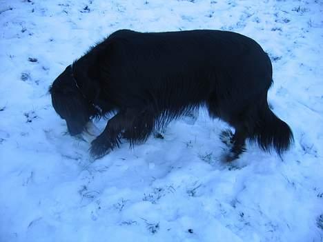 Blanding af racer sisse - vi leger lige lidt med benet billede 8