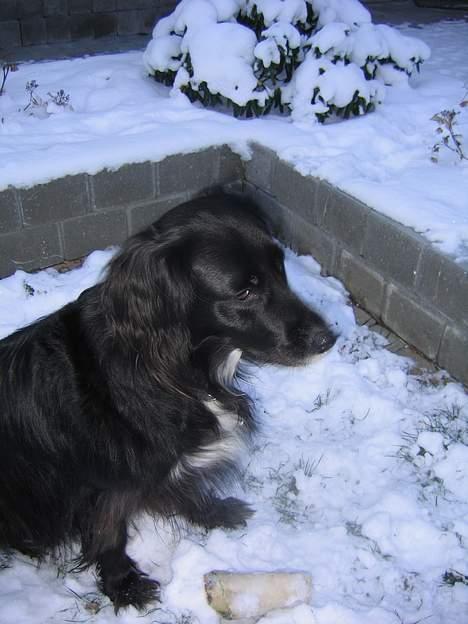 Blanding af racer sisse billede 9