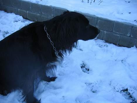 Blanding af racer sisse billede 10