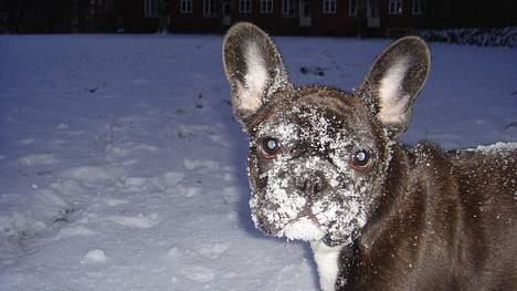 Fransk bulldog Diesel - Første gang i sne. billede 18