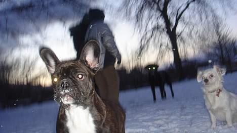 Fransk bulldog Diesel billede 19