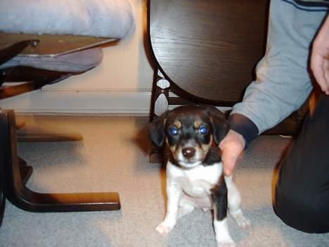 Dansk svensk gaardhund Fie <3 *DØD* :'(  - jeg er ved at lære at side ned.. det er lidt svært men jeg lære det hurtigt.. <3  billede 1