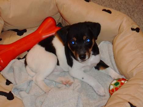 Dansk svensk gaardhund Fie <3 *DØD* :'(  - se moar! jeg ligger så fint i min gamle kurv  billede 2