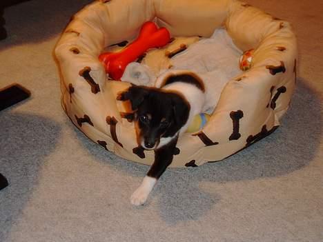 Dansk svensk gaardhund Fie <3 *DØD* :'(  - må jeg godt lege fotogen lidt senere??  gider faktisk ikke nu! billede 3