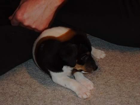 Dansk svensk gaardhund Fie <3 *DØD* :'(  - lille fie skaat <3  billede 4