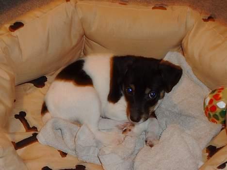 Dansk svensk gaardhund Fie <3 *DØD* :'(  - gider du stoppe? er faktisk ved at sove <3  billede 5