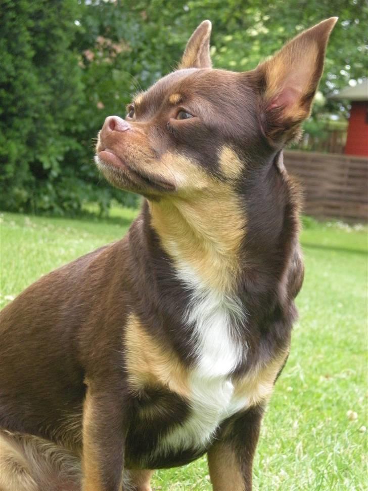 Chihuahua Chucky  - Velkommen til min Profil - Smid en stemme og en kommenter til mig så bliver jeg glad . !!  billede 1
