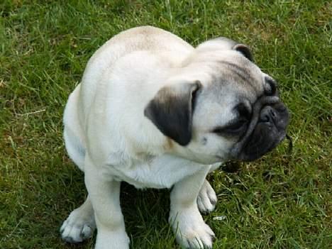 Mops Sita billede 10