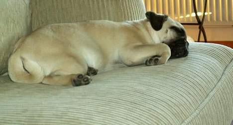 Mops Sita billede 11