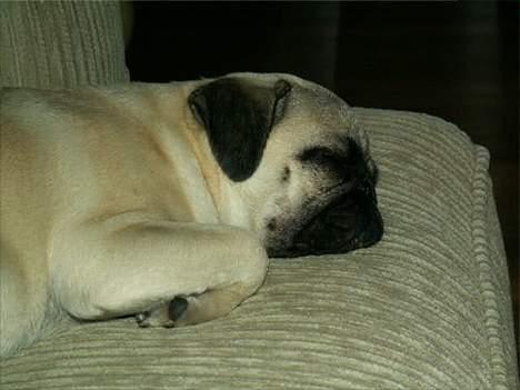 Mops Sita billede 12