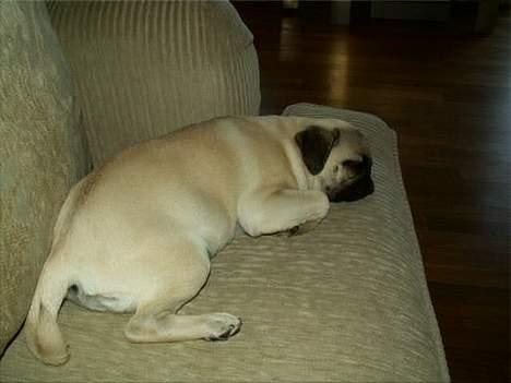 Mops Sita billede 13