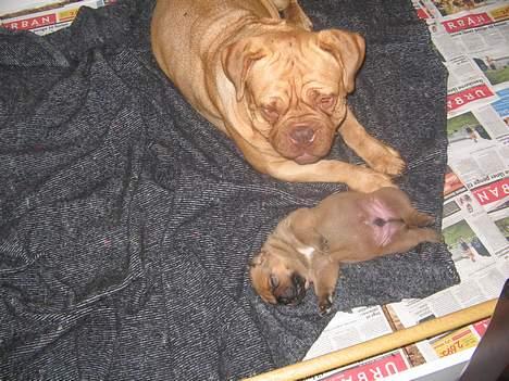 Dogue de bordeaux Desteny - Er man ikke en stolt mor billede 6
