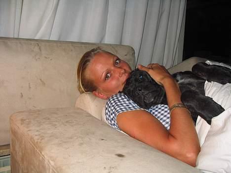 Cane corso xenia billede 13