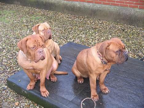 Dogue de bordeaux Desteny - Mon der er ved at være mad billede 7