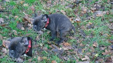 Fransk bulldog Diesel - Hmm.... Hvorfor far?? Hvorfor lige DET billede??? billede 20