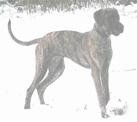 Grand danois Tara 16. maj 2006 - Jan 2007 8mdr  billede 7